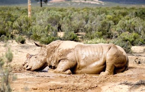 Số lượng loài tê giác châu Phi đang bị đe dọa do nạn săn bắn lấy sừng (Ảnh: AFP)