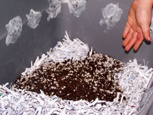 Ảnh minh họa: boards.cannabis.com