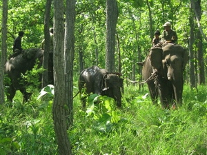 Voi nhà áp tải con voi rừng bị nạn về nơi tập kết để tiến hành chữa trị vết thương (Ảnh: Việt Dũng/TTXVN)