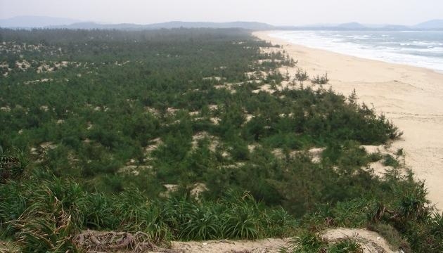 Nhật Bản hỗ trợ trồng rừng khu vực ven biển Quảng Nam (Ảnh: Nhân Dân)
