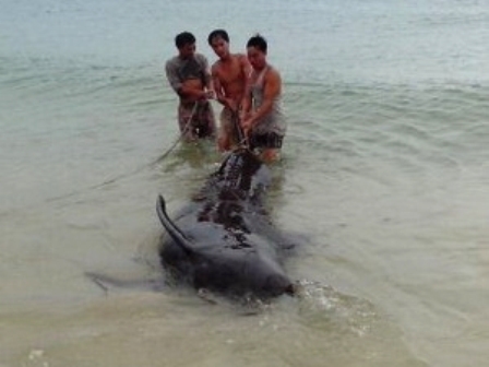 Cá voi bị mắc lưới (Ảnh: Mạnh Thành/Vietnam+)