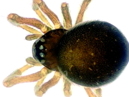 Loài nhện Mysmenidae wawuensis (Ảnh: wired.com)