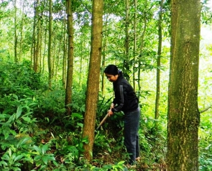 Chị Hoàng Thị Nghĩa (vợ anh Võ Ðức Thuận) chăm sóc khu rừng trồng bốn năm tuổi của gia đình
