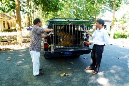 Cán bộ trung tâm VQG Pù Mát bàn giao cá thể hổ cho Trung tâm Cứu hộ động vật hoang dã và kỹ thuật bảo vệ rừng Sóc Sơn (Hà Nội)