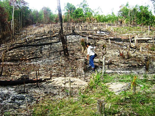 Mất đất do thủy điện, nhiều cánh rừng ở tỉnh Phú Yên bị người dân đốn hạ để lấy đất sản xuất (Ảnh: Hồng Ánh)