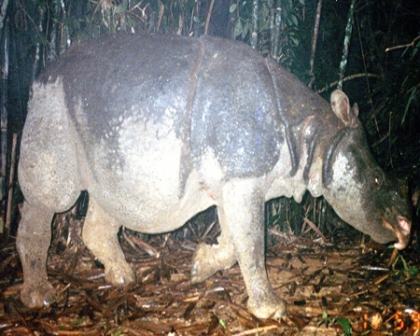 Con tê giác một sừng cuối cùng tại VQG Cát Tiên bị giết hại khiến khu này bị mất điểm khi xem xét danh hiệu di sản thiên nhiên thế giới