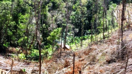 Rừng phòng hộ Đác Đoa bị người dân phá làm rẫy (tháng 2/2012)