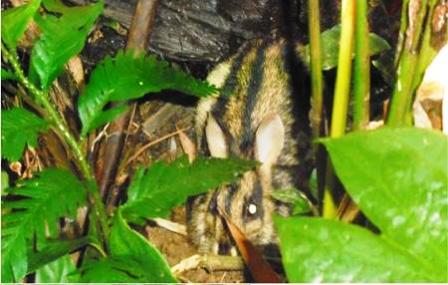 Thỏ vằn được phát hiện tại Khu bảo tồn Sao La