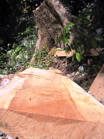 Một phác gỗ được lâm tặc xẻ nhỏ nhưng chưa đưa ra khỏi rừng (Ảnh: Trần Cường)