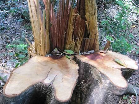 Một cây gỗ Choải lớn mới bị lâm tặc chặt hạ (Ảnh: Trần Cường)