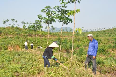 Giống chịu lạnh trồng tại Hà Giang năm 2011 và 2012
