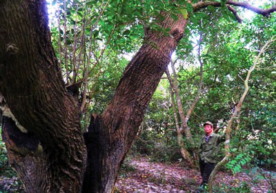 Dưới cội rừng xưa, người làng bảo vệ cây xanh để rừng bảo vệ mạch sống của làng Vĩnh Sơn dưới heo hút đèo Ngang