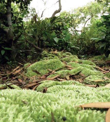 Rêu dưới tán rừng chạy dài tít tắp đã giúp rừng xanh tốt trên cát và giúp dân có nguồn nước mát