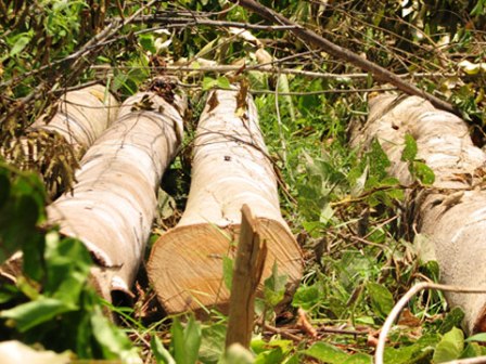 Người dân và Trưởng phòng Nông nghiệp huyện Quỳ Châu đều khẳng định những cây gỗ to này là do lâm trường Cô Ba chặt, còn lâm trường lại phủ nhận hoàn toàn cáo buộc này
