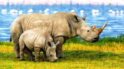 Hai mẹ con tê giác (Ảnh: rhinodotcom.com)