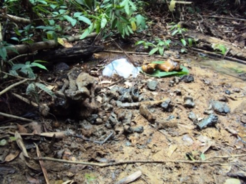 Hiện trường cá thể tê giác Java ở VQG Cát Tiên bị phát hiện sát hại ngày 29/4/2010 (Ảnh WWF cung cấp)
