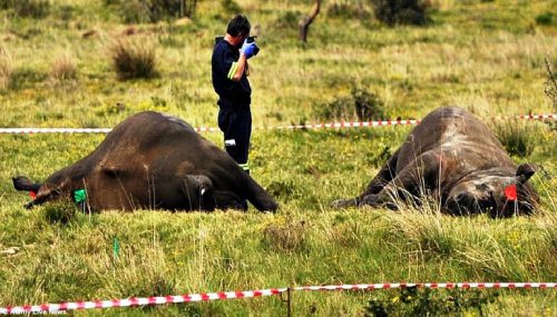 Nhà chức trách đang kiểm tra hiện trường một vụ cưa trộm sừng tê giác (Ảnh: examiner.com)