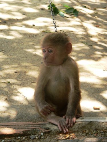 Một chú khỉ được rao bán ở chợ (Ảnh: ThienNhien.Net)