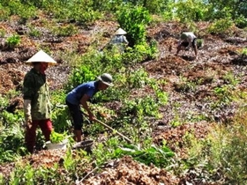 (Ảnh minh họa: Nguyễn Văn Nhật/TTXVN)