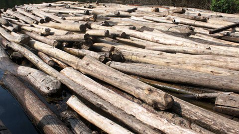 Số gỗ khai thác trái phép tại dự án thủy điện Bản Vẽ (huyện Tương Dương, Nghệ An) bị Công an phát hiện cuối năm 2011 (Ảnh: Công an Nhân dân)