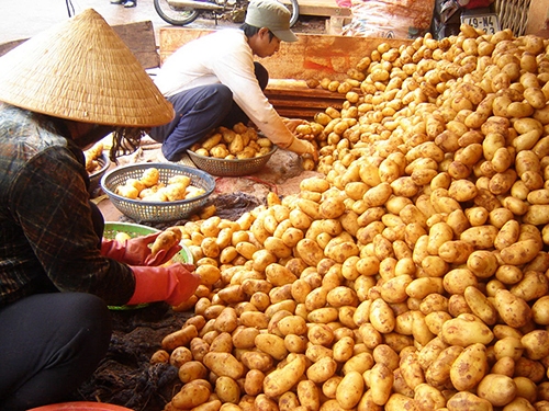 Khoai tây Trung Quốc bán tại TP Đà Lạt, tỉnh Lâm Đồng (Ảnh: Khắc Lịch)