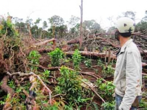 Rừng bị phá tại xã Đắk Ngo huyện Tuy Đức, Đắk Nông