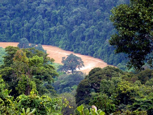Rừng nam Trường Sơn bị suy giảm tính đa dạng sinh học (Ảnh: VRN cung cấp)