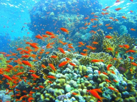 Phục các hệ sinh thái biển quan trọng là một trong những nhiệm vụ của kinh tế biển xanh lam (Ảnh tư liệu FIR)