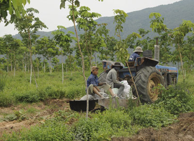 Rất ít người dân địa phương được nhận vào làm tại các dự án trồng cao su ở xã Ia Blứ (huyện Chư Pưh, Gia Lai).