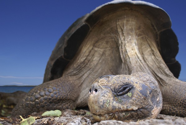 Rùa già ở công viên quốc gia của quần đảo Galapagos
