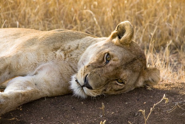 Vườn quốc gia Serengueti được mệnh danh là địa điểm thám hiểm cổ điển ở châu Phi