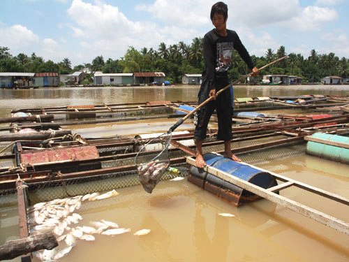 Cá bè nuôi trên sông Đồng Nai chết do nước bị ô nhiễm