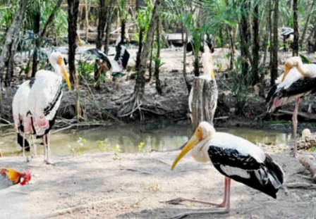 Vườn chim Bạc Liêu được công nhận là Khu Bảo tồn thiên nhiên quốc gia - một khu rừng nguyên sinh giữa lòng thành phố duy nhất ở Việt Nam. Ảnh: THANH PHONG