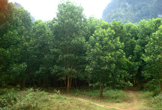 Đến nay, gần 30ha rừng của chị Huệ đã được phủ xanh (Ảnh: Bắc Vũ)