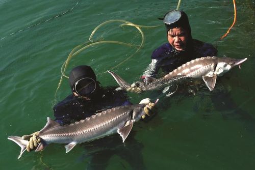 Cá tầm được nuôi tại hồ thủy điện Đa Nhim-Lâm Đồng. (Ảnh do DN cung cấp)
