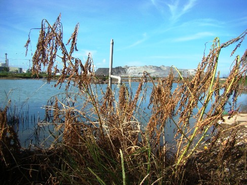 Cây cỏ bị chết khô vì “ngấm” nước thải bị tràn từ hồ chứa của Công ty DAP (Ảnh: Hoàng Bảo Yên/Diễn đàn Đầu tư)
