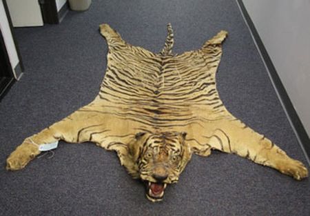 Tấm da hổ Sumatra tịch thu được trong chiến dịch OWW tháng 8-2012. Hổ Sumatra là loài đang có nguy cơ tuyệt chủng cao nhất, hiện còn chưa đầy 500 con ở đảo Sumatra, Indonesia. Ảnh: USFWS