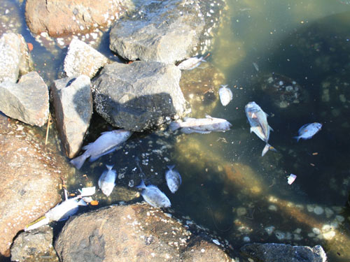 Cá chết nổi trắng vịnh Mân Quang khiến người nuôi lao đao