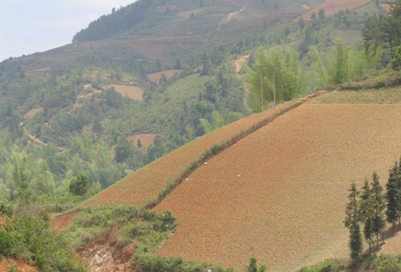 Tình trạng thiếu đất sản xuất khiến các hộ nghèo vùng cao phá rừng làm nương (Ảnh: ThienNnhien.Net)