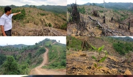 Từ việc chỉ vài ba người dân vào lấn chiếm, chính quyền không giải quyết đã dẫn đến có 55 người vào chiếm 130ha đất rừng của Cty cao su Hương Khê (Ảnh: Duy Tuấn - Trần Văn/Vietnamnet)