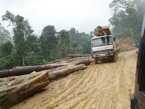 Để xây dựng thủy điện Hương Sơn (xã Sơn Kim, huyện Hương Sơn, Hà Tĩnh) hàng vạn cây rừng nguyên sinh của dãy Trường Sơn đã bị đốn hạ cho tích nước lòng hồ và làm 21km đường vào công trình (Ảnh: ThienNhien.Net)