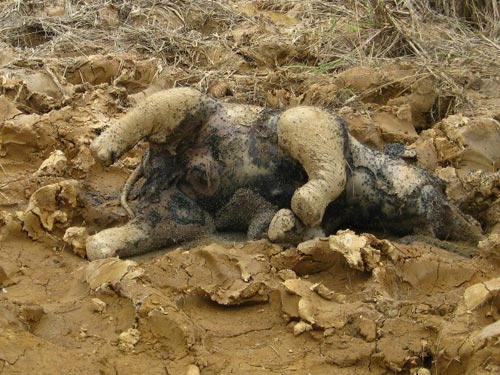 Một con voi con chết trong VQG Yok Đôn