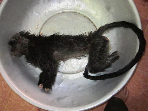 Một trong 3 cá thể Voọc bạc ở Vườn Quốc gia Phú Quốc bị giết hại (Ảnh: WAR)