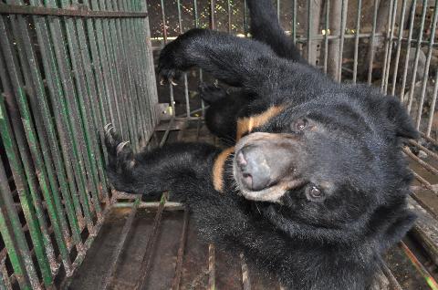 Hiện vẫn còn hơn 160 cá thể gấu được nuôi nhốt tại TP Hạ Long