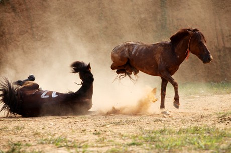 Một "đấu sỹ" đo ván (Ảnh: VGP/Quang Tiến)