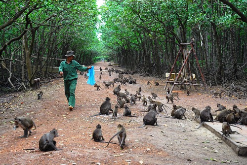 Đảo khỉ Cần Giờ (Ảnh: tourcucre.com/www.phunuonline.com.vn)