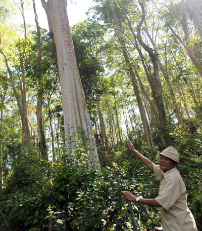 Bao nhiêu năm nay, ông Nghĩa bảo vệ rừng mà không cần lương (Ảnh: An ninh Thủ đô)