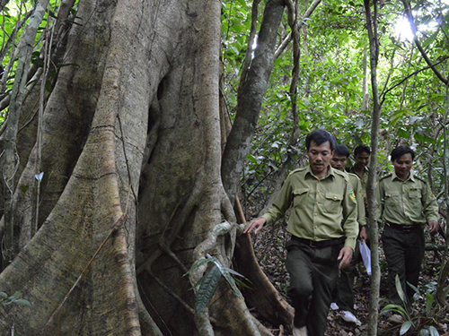 Khu vực xây dựng thủy điện Ea K’tuor nằm trong phân khu bảo vệ nghiêm ngặt của Vườn Quốc gia Chư Yang Sin (Ảnh: Cao Nguyên/www.nld.com.vn)