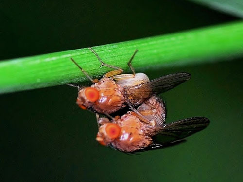 Triệt tiêu Natalisin để làm mất khả năng giao phối và sinh sản ở côn trùng (Nguồn: WIKIMEDIA COMMON)