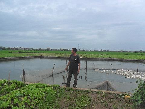 Chuyển đổi đất lúa sang trang trại ở Yên Khánh